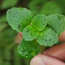 Chrysosplenium oppositifolium L.Chrysosplenium oppositifolium L.