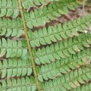 Polystichum setiferum (Forssk.) Woyn.Polystichum setiferum (Forssk.) Woyn.