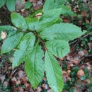 Castanea sativa Mill.Castanea sativa Mill.