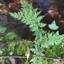 Cystopteris diaphana (Bory) BlasdellCystopteris diaphana (Bory) Blasdell