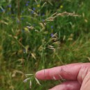 Festuca rivularis Boiss.Festuca rivularis Boiss.