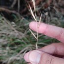 Brachypodium pinnatum (L.) Beauv.Brachypodium pinnatum (L.) Beauv.