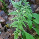 Asplenium adiantum-nigrum  L.Asplenium adiantum-nigrum  L.