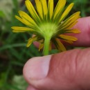 Doronicum plantagineum L.Doronicum plantagineum L.