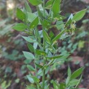 Ruscus aculeatus L.Ruscus aculeatus L.