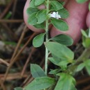 Anarrhinum duriminium (Brot.) Pers.Anarrhinum duriminium (Brot.) Pers.