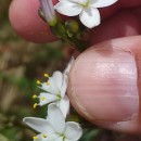 Simethis mattiazzii (Vand.) Sacc.Simethis mattiazzii (Vand.) Sacc.