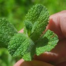Mentha suaveolens Ehrh.Mentha suaveolens Ehrh.
