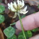 Trifolium repens L.Trifolium repens L.