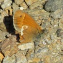 Coenonympha dorus (Esper, 1782)Coenonympha dorus (Esper, 1782)