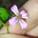 Geranium robertianum L.Geranium robertianum L.