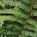 Polystichum setiferum (Forssk.) Woyn.Polystichum setiferum (Forssk.) Woyn.