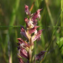 Anacamptis coriophora R.M.Bateman, Pridgeon & M.W.ChaseAnacamptis coriophora R.M.Bateman, Pridgeon & M.W.Chase
