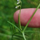 Vicia hirsuta (L.) GrayVicia hirsuta (L.) Gray