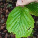 Corylus avellana L.Corylus avellana L.