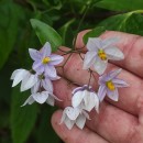 Solanum laxum Spreng.Solanum laxum Spreng.