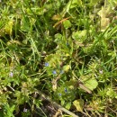 Veronica persica Poir.Veronica persica Poir.