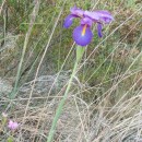 Xiphion boissieri (Henriq.) RodionXiphion boissieri (Henriq.) Rodion