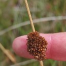 Juncus conglomeratus L.Juncus conglomeratus L.