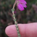 Erica tetralix L.Erica tetralix L.