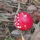 Amanita muscaria (L.) Lam. 1783Amanita muscaria (L.) Lam. 1783