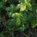 Mercurialis annua L.Mercurialis annua L.