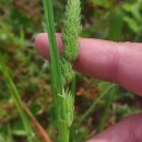 Dactylis glomerata LDactylis glomerata L
