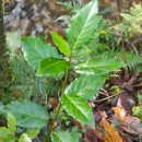 Laurus nobilis L.Laurus nobilis L.