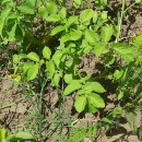 Solanum tuberosum L.Solanum tuberosum L.