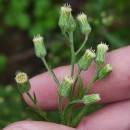 Erigeron sumatrensis Retz.Erigeron sumatrensis Retz.