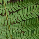 Dryopteris affinis - Grupo (Lowe) Fraser-JenkinsDryopteris affinis - Grupo (Lowe) Fraser-Jenkins