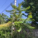 Ailanthus altissima (Mill.) SwingleAilanthus altissima (Mill.) Swingle
