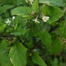 Solanum nigrum L.Solanum nigrum L.