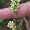 Persicaria maculosa GrayPersicaria maculosa Gray