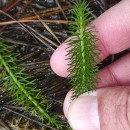 Trocdaris verticillatum (L.) Raf.Trocdaris verticillatum (L.) Raf.