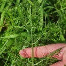 Foeniculum vulgare Mill.Foeniculum vulgare Mill.