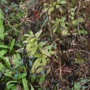 Eupatorium cannabinum  L.Eupatorium cannabinum L.