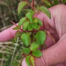 Pyrus cordata Desv.Pyrus cordata Desv.