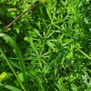 Galium aparine L.Galium aparine L.