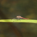 Sympetrum striolatum (Charpentier, 1840)Sympetrum striolatum (Charpentier, 1840)