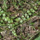 Lysimachia tenella L.Lysimachia tenella L.