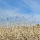 Phragmites australis (Cav.) Trin. ex Steud.Phragmites australis (Cav.) Trin. ex Steud.