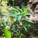 Euphorbia amygdaloides L.Euphorbia amygdaloides L.