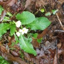 Primula vulgaris Huds.Primula vulgaris Huds.