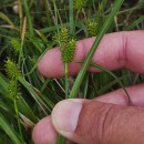 Carex demissa Hornem.Carex demissa Hornem.