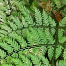 Dryopteris guanchica Gibby & JermyDryopteris guanchica Gibby & Jermy