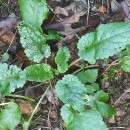 Scrophularia auriculata L.Scrophularia auriculata L.