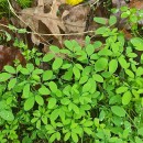 Ceratocapnos claviculata (L.) LidénCeratocapnos claviculata (L.) Lidén