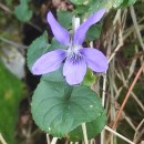 Viola riviniana Reichenb.Viola riviniana Reichenb.