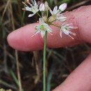 Allium ericetorum ThoreAllium ericetorum Thore